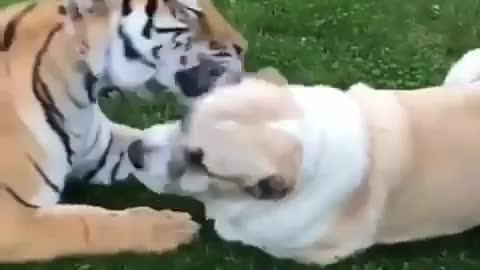 Dog tiger friendship