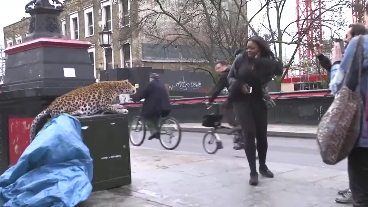 LEOPARD PRANK