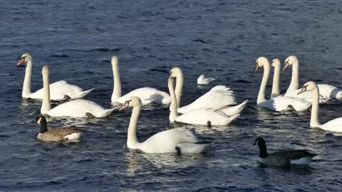 "WHITE DUCK NATURE BIRDS, ANIMALS"