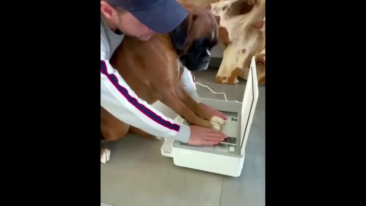 a white animal