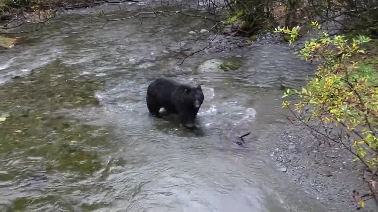 Bear is unable to hunt fish