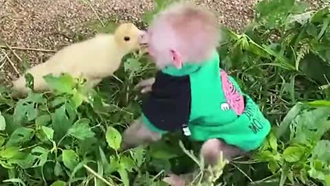 Monkey and duck fighting