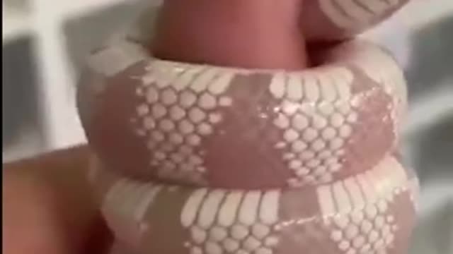 Another worlds; beautiful snake #viral