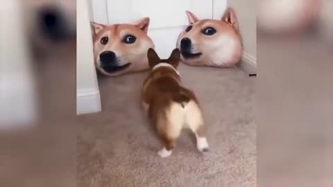 Funny 😂 animal video. Crazy videos. lol 😂 cute petsANIMALS reaction