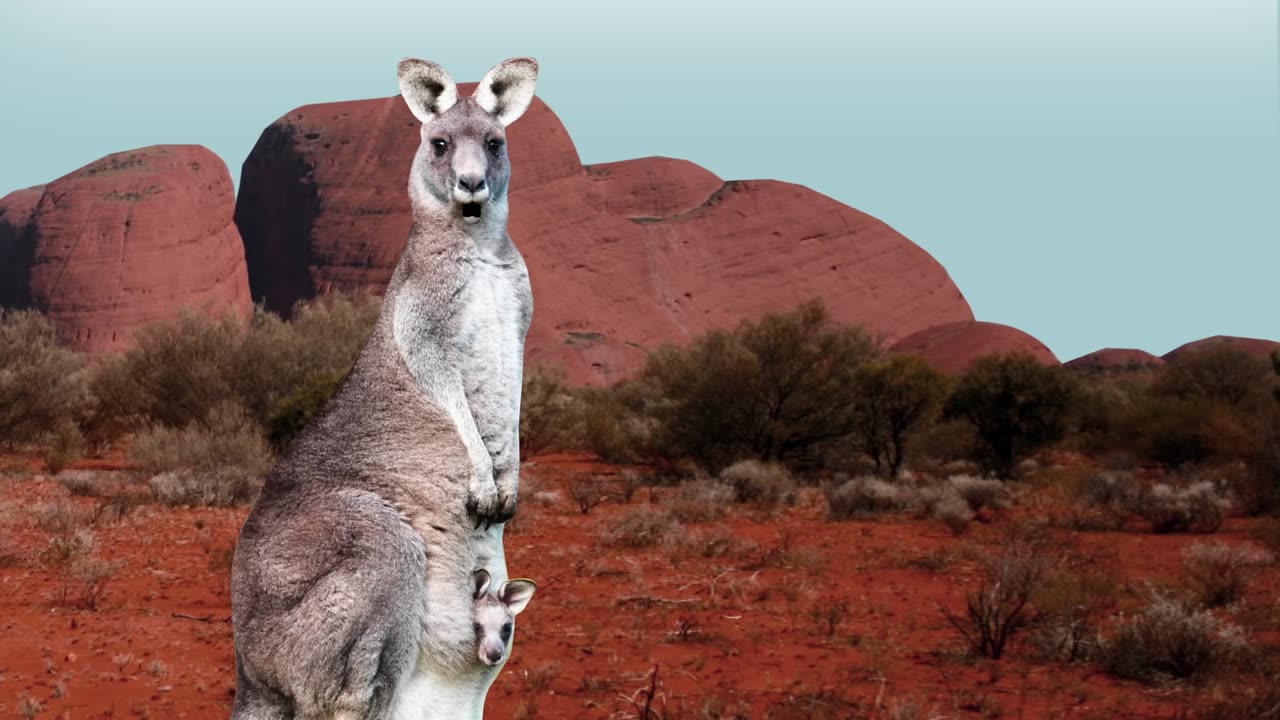 If Kangaroos could Talk (animation)