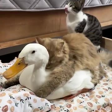 Get away from my sugar paws you 🤣🤣🤣