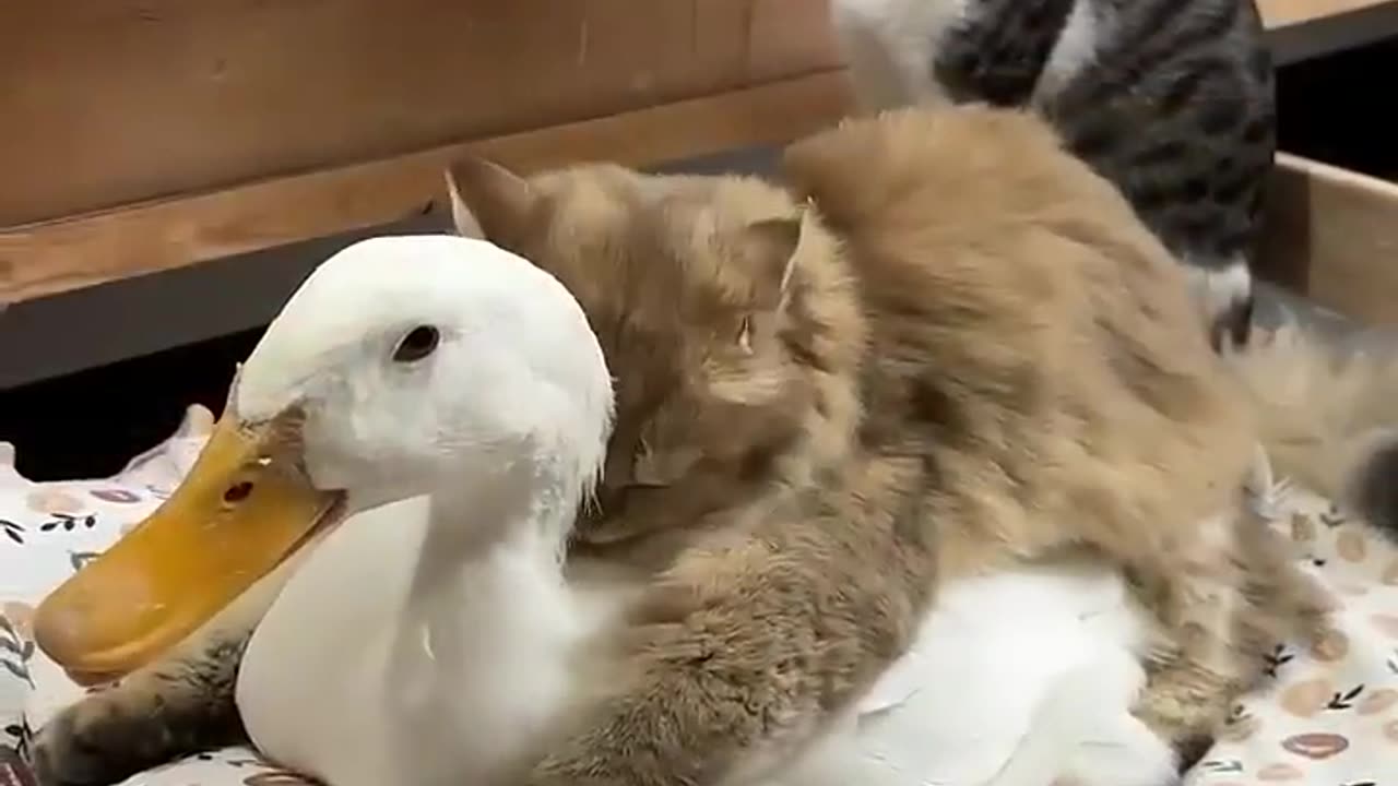 Get away from my sugar paws you 🤣🤣🤣