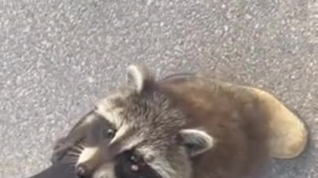 Wild baby raccoon climbs up woman's leg