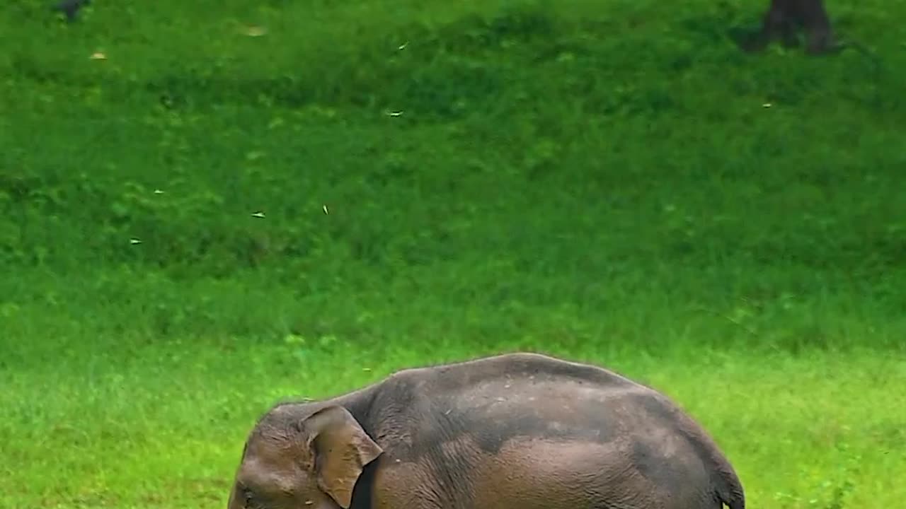 The Asiatic elephant 🐘🐘How to Identify an Elephant