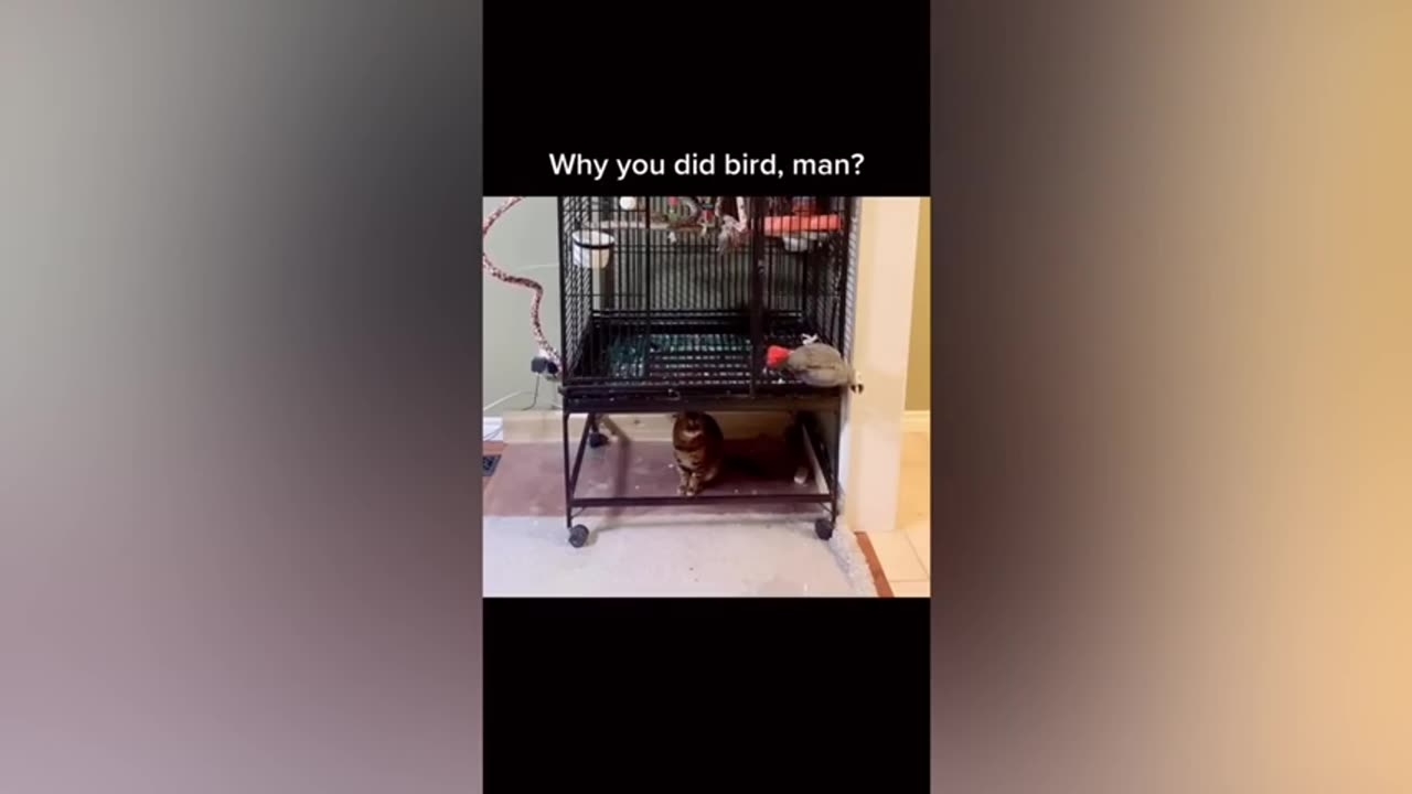 Have you seen cute and beautiful parrot🐦 have some funy☺☺☺ Try not to laugh 😂