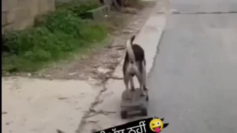 Dog funny videos