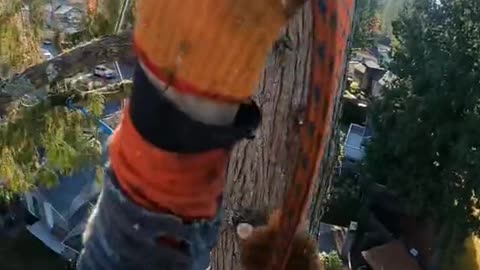 Ziplining limbs #fyp #foryoupage #treeguy #treework #arborist