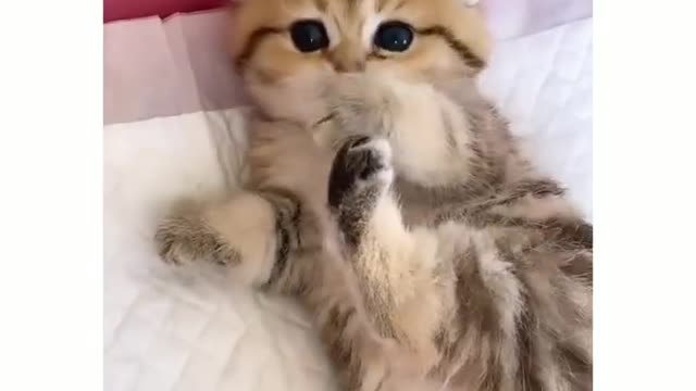 Cute kitten video 😍#cute #cats #animallover