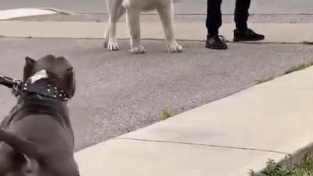 fearless dog