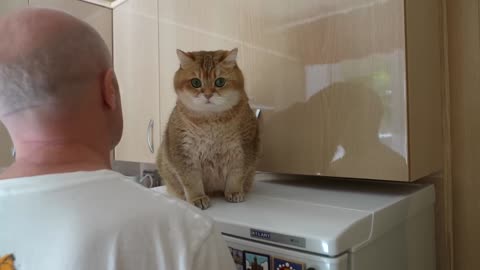 Daddy's shoulder