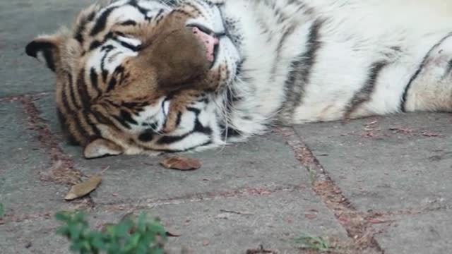 A lazy cat tiger