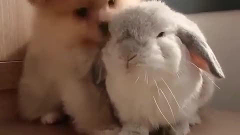 Dog rabbit funny