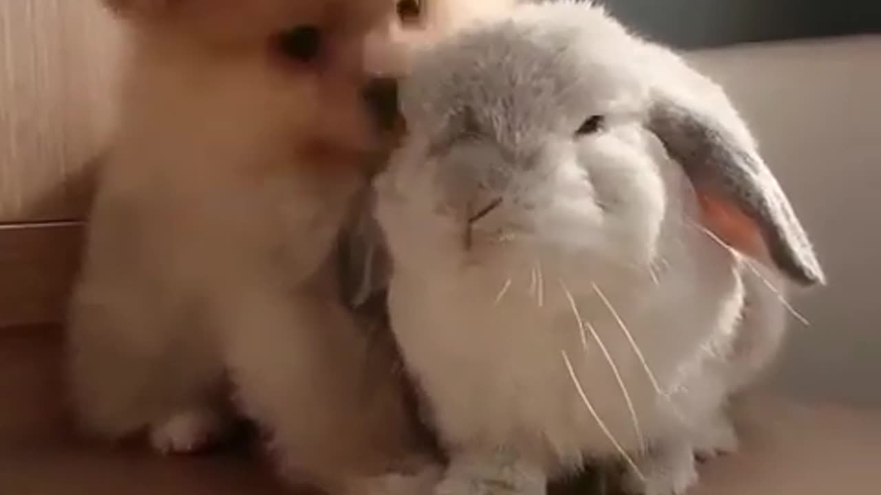 Dog rabbit funny