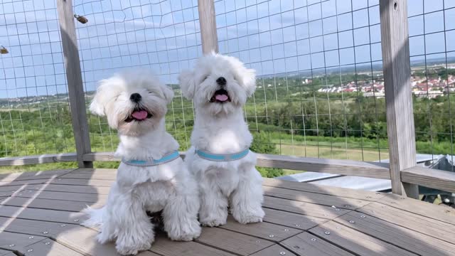 I COULD NOT RECOGNIZE MY DOGS