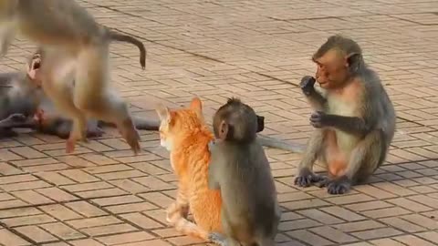 Monkey vs Dog funny video