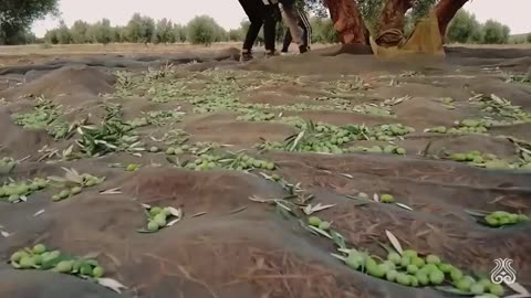 How Farmers Harvest Thousands Tons of Fruits - Guava,Grape,Aloe vera,Olive - Fruit Harvesting 2023