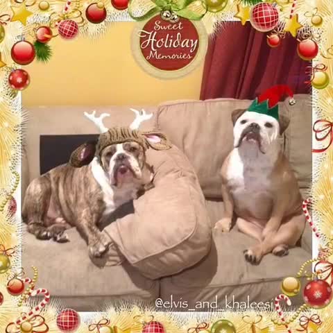 Grinch bulldog has hysterical reaction to everything Christmas