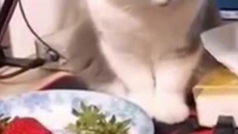 FUNNY COMPILATION VIDEOS 8 _ FUNNY ANIMAL COMPILATION