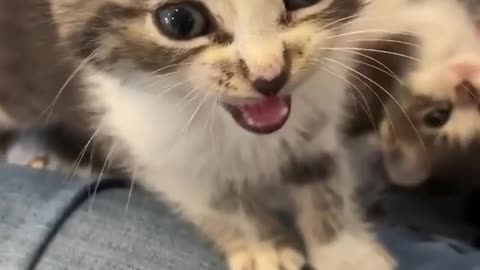 Cute cate