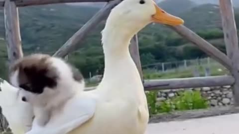 Cat and birds funny video