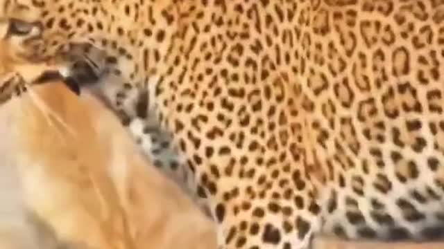 Cheetah vs baboon