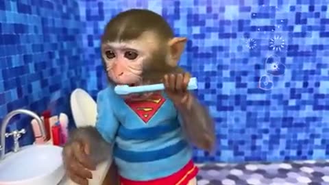 Monkey Baby Don