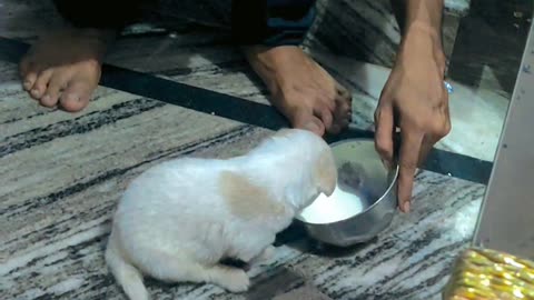 Doggylover