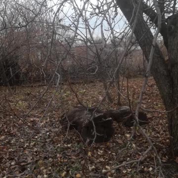Garden in late autumn