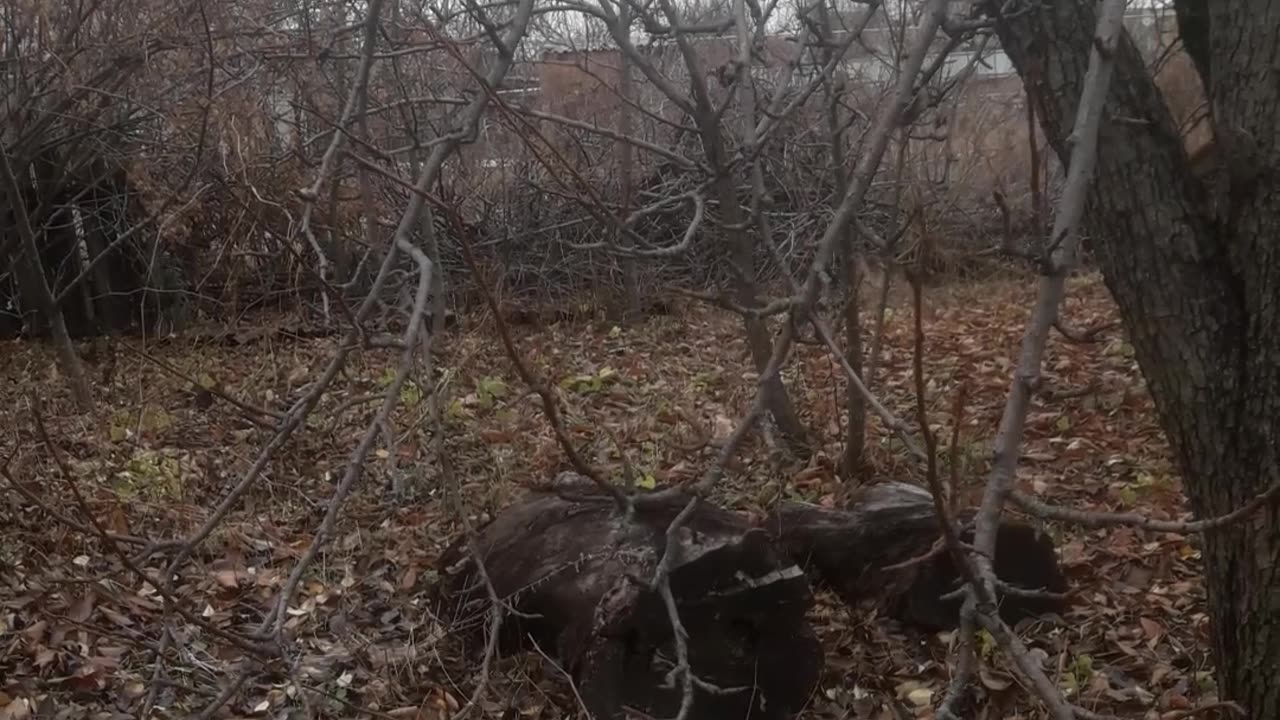 Garden in late autumn