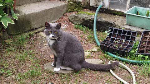 Nice Cat Standing Like a Statue on my Farm 😻, Cats' World 🐱, Cute Animals, Nice Pets💟💞