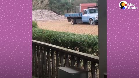 Fawn Comes To Lady's Door Every Morning | The Dodo Little But Fierce
