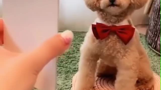 2021 Cute Animal Video #Dog mimics the photo pose