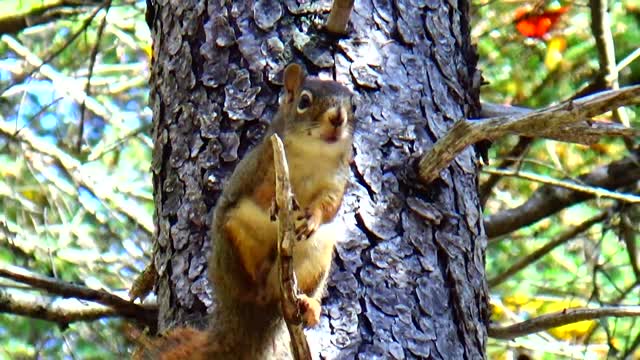 Red Squirrel