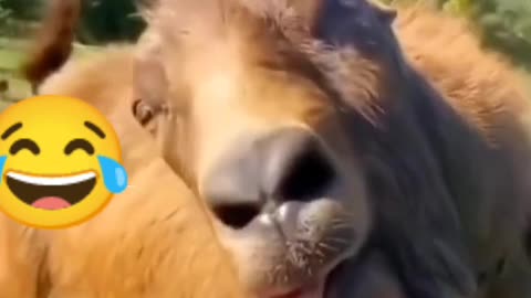 Funny Animals Videos