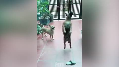 New Funny Animals 😂 Funniest Dogs and Cats Videos