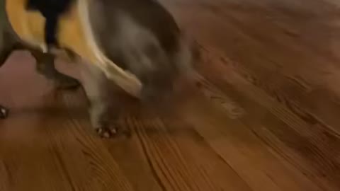 Coco the Bucking Bully