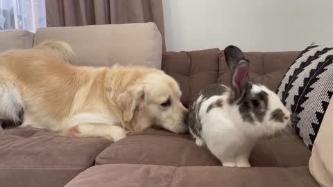 Golden Retriever Meets New Friend Mr.Rabbit