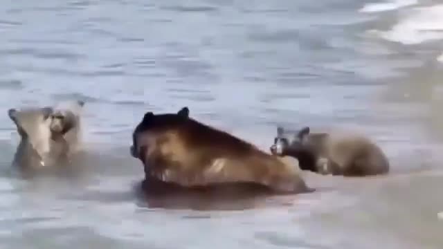 Watch Bear in public beach
