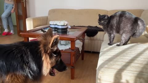 German Shepherd Puppy Meets a Cat For The First Time