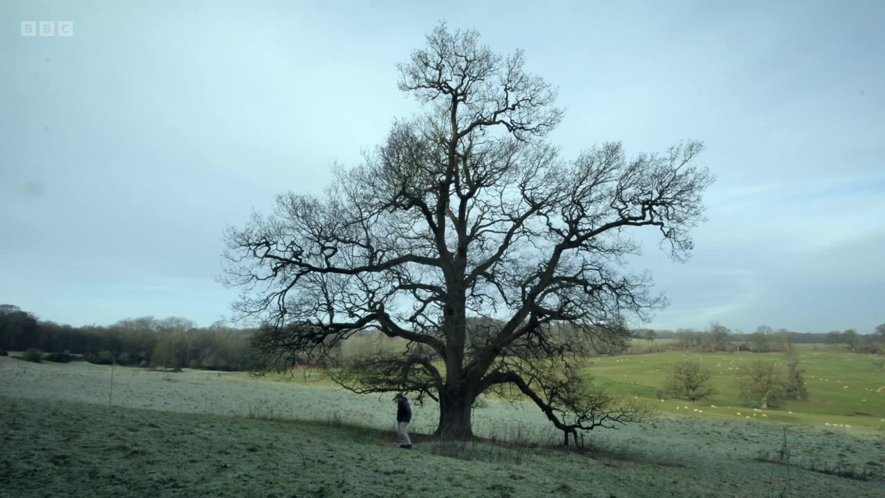 Oak
