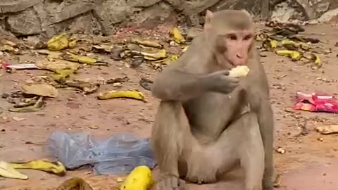 Funny Monkey 🐒 moments comedy