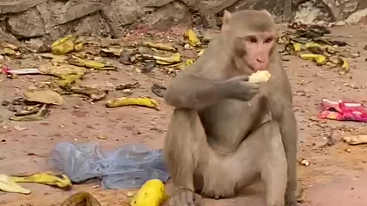 Funny Monkey 🐒 moments comedy