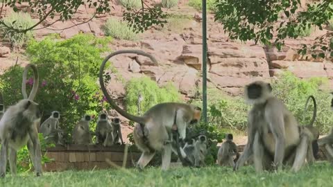 Langur monkeys grieve over fake monkey _ Spy in the Wild - BBC