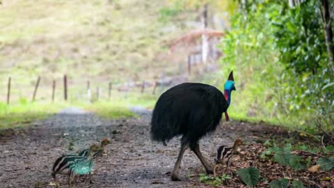 Emu vs Cassowary_ Who would win in a fight_