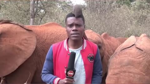 Baby elephant interrupts reporter at wildlife fund in Kenya